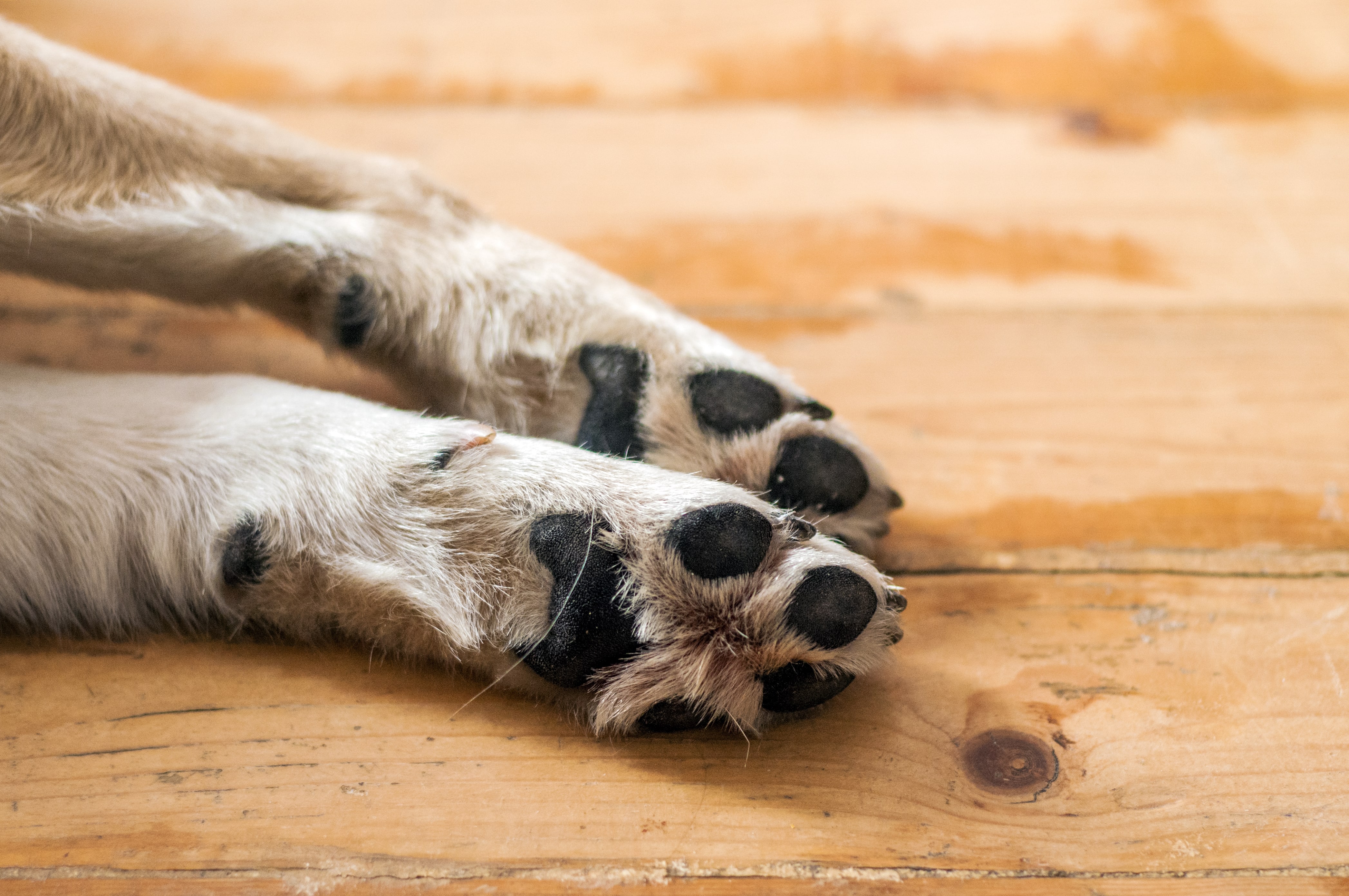 perro asesinado