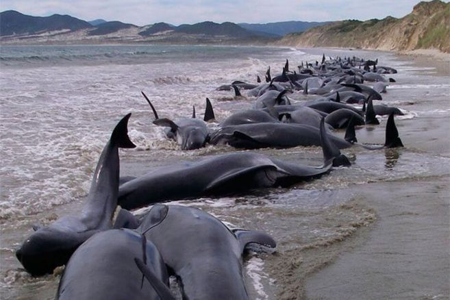 Ballenas isla Chatam