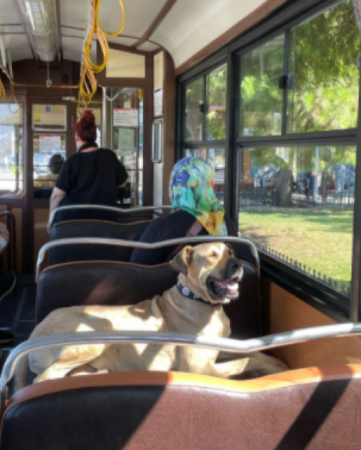 El canino toma el sol en sus recorridos