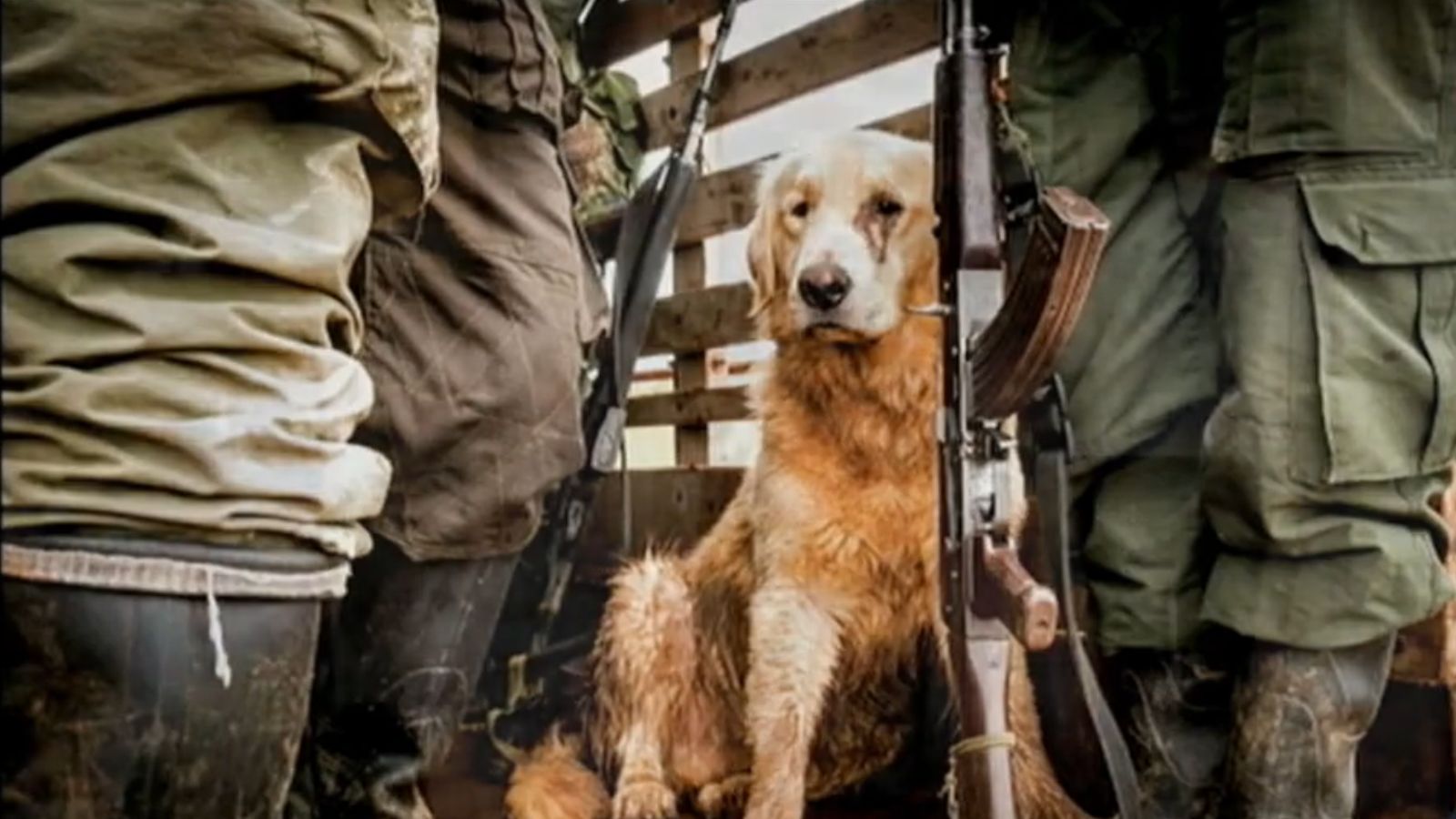 Animales en medio del conflicto armado/ Mauricio Vélez.