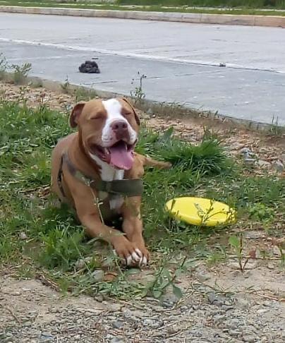 Pitbull atacado en Manizales