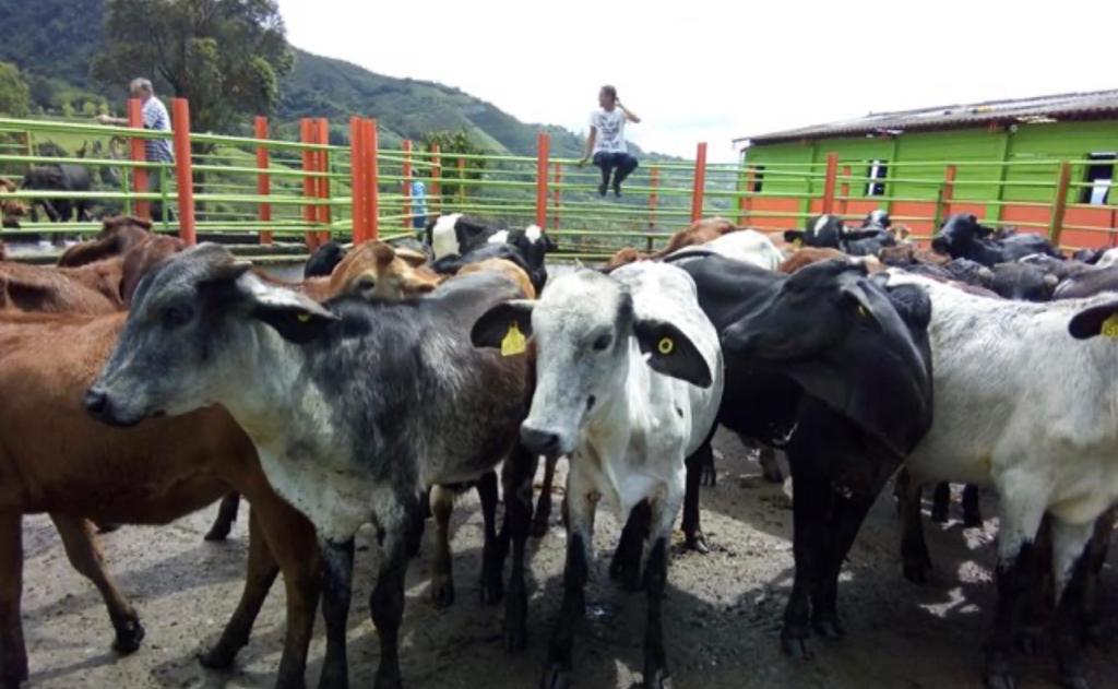 la principal actividad de Casta Agroindustrial es la compra y venta de cueros y pieles, pero se amplió.