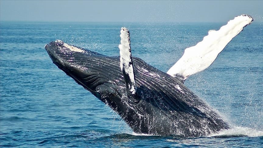 ballenas