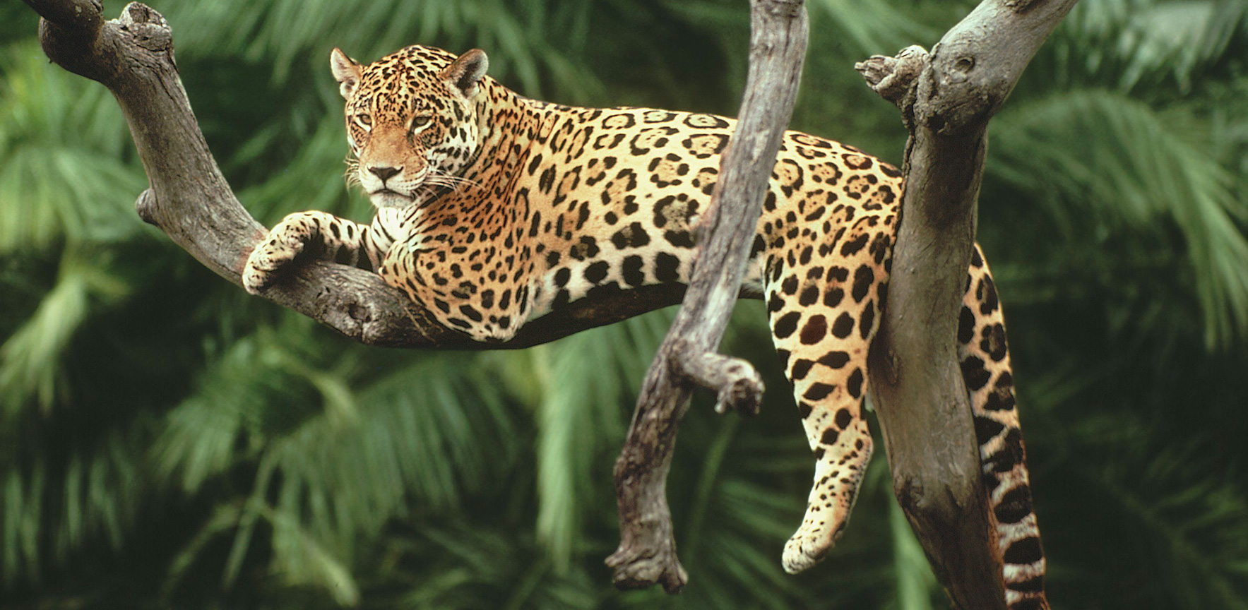 Biodiversidad en Colombia