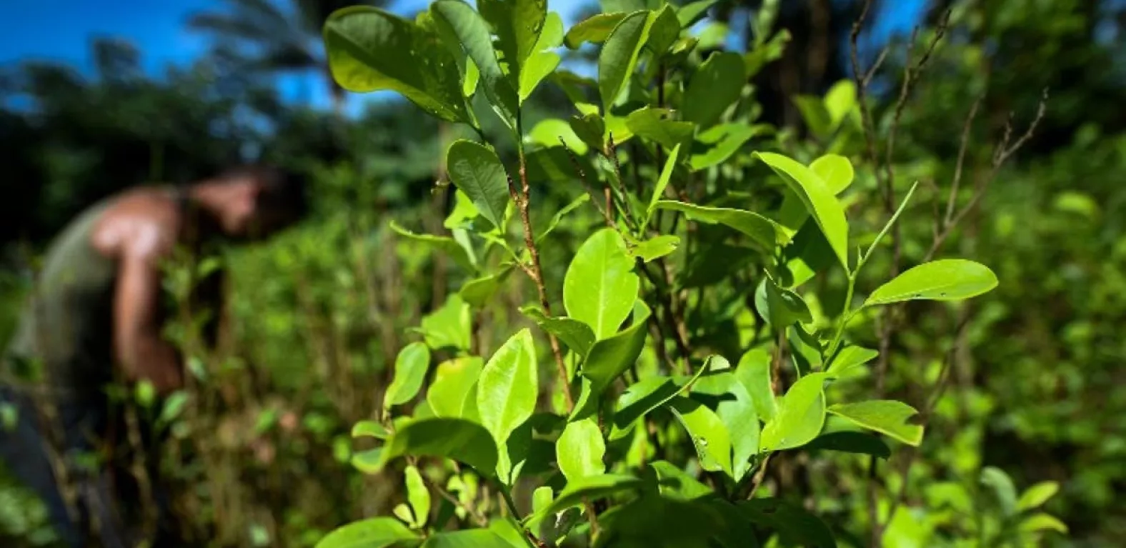 Exjefes de Farc tramitan ley de ammistia a cultivadores de coca