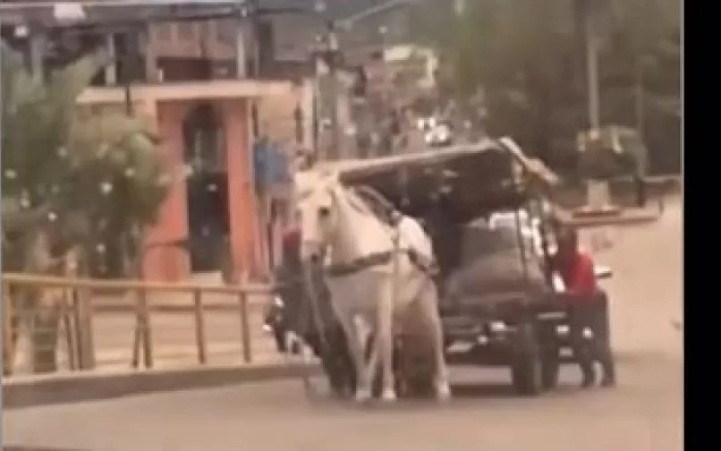 maltrato animal huila