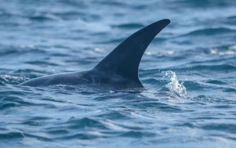 Cites prohíbe comercio internacional de mantarraya