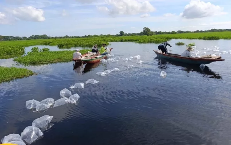 Jornadas de siembra de alevinos
