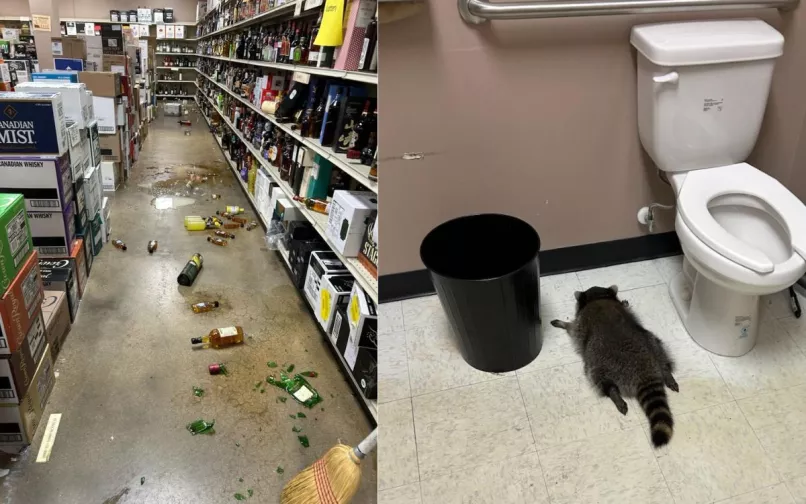 Mapache se emborrachó tras beber de varias botellas en una licorería del estado de Virginia, en Estados Unidos