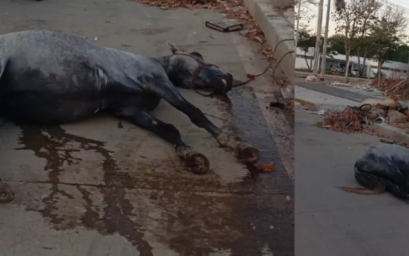 Muerte de caballo en Valledupar
