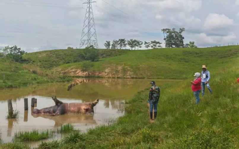 Hipopótamos en inmediaciones de la Hacienda Nápoles