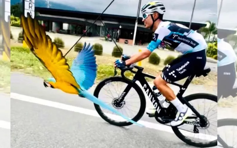 Lupita, la guacamaya que acompaña a los ciclistas del Quindío