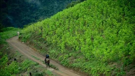 cultivo de coca