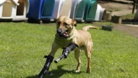 Pay de Limón, perro rescatado por Milagros Caninos