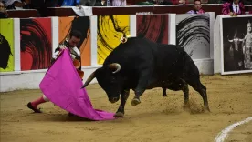 Pasa a segundo debate proyecto de ley que prohíbe las corridas de toros en Colombia