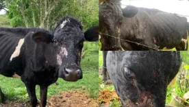 Maltrato animal en colegio de Valle del Cauca