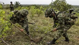 Erradicación forzada de cultivos de coca se suspende