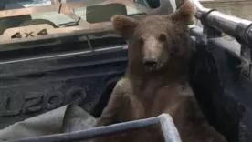 OSO DROGADO EN TURQUÍA