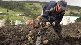 Papatón en Bogotá: acá podrá comprar directamente a los campesinos