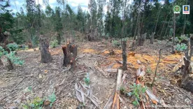 DEFORESTACIÓN DE BOSQUE