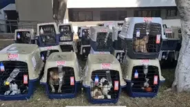 PERROS RESCATADOS EN CIUDAD DE MÉXICO