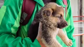 CACHORRO MALTRATADO