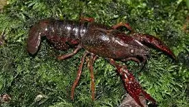 procambarus clarki