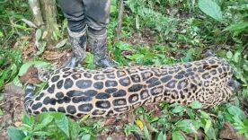 Jaguar en Caquetá 