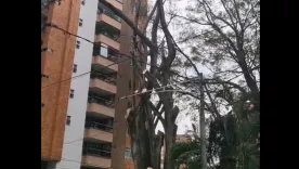 Árbol Medellín