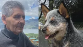 dueño y perro atropello