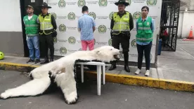 piel de oso polar