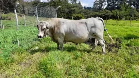 Toro blanco orejinegro