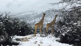 nieve en africa