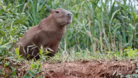 capibara 25