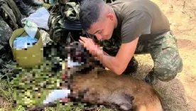Sansón perro