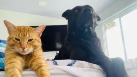 Valentino y Tony