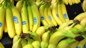  Chiquita Brands