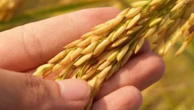 arroz cultivo