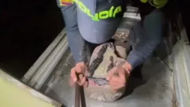 Incaute marihuana