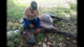 Caballo mal estado