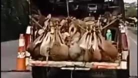 Chivos transportados en pésimas condiciones en La Guajira