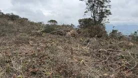 deforestacion de frailejones y arboles nativos en tenjo