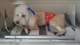 falso veterinario judicializado por maltrato 25