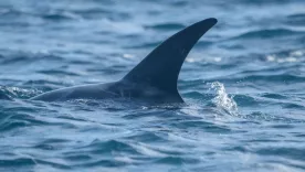 Cites prohíbe comercio internacional de mantarraya