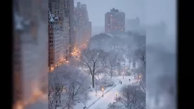 Nieve NY