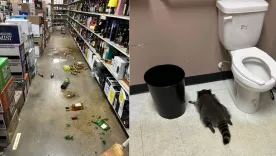 Mapache se emborrachó tras beber de varias botellas en una licorería del estado de Virginia, en Estados Unidos