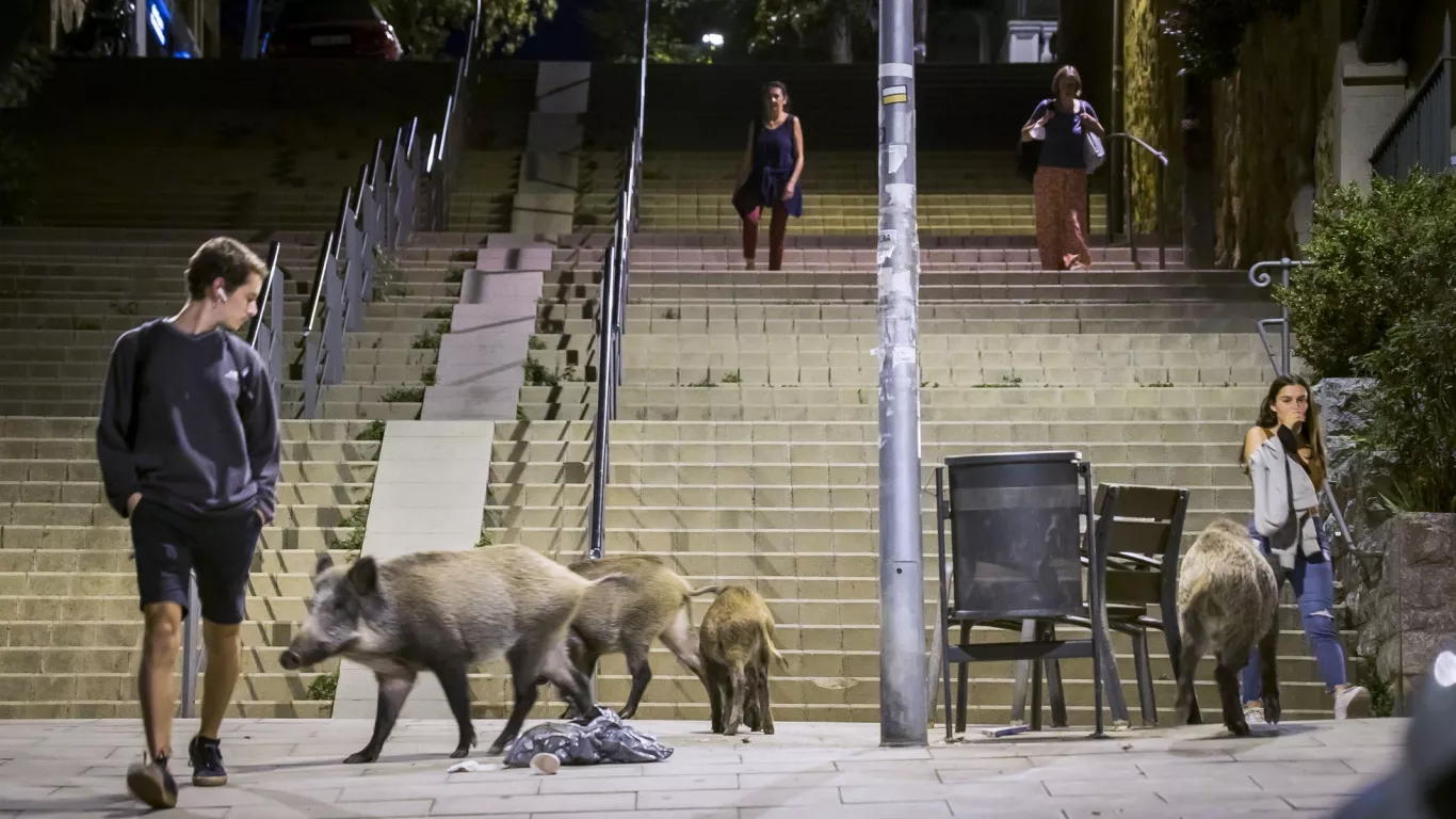 Instalan vallas electrificadas contra jabalíes en Barcelona