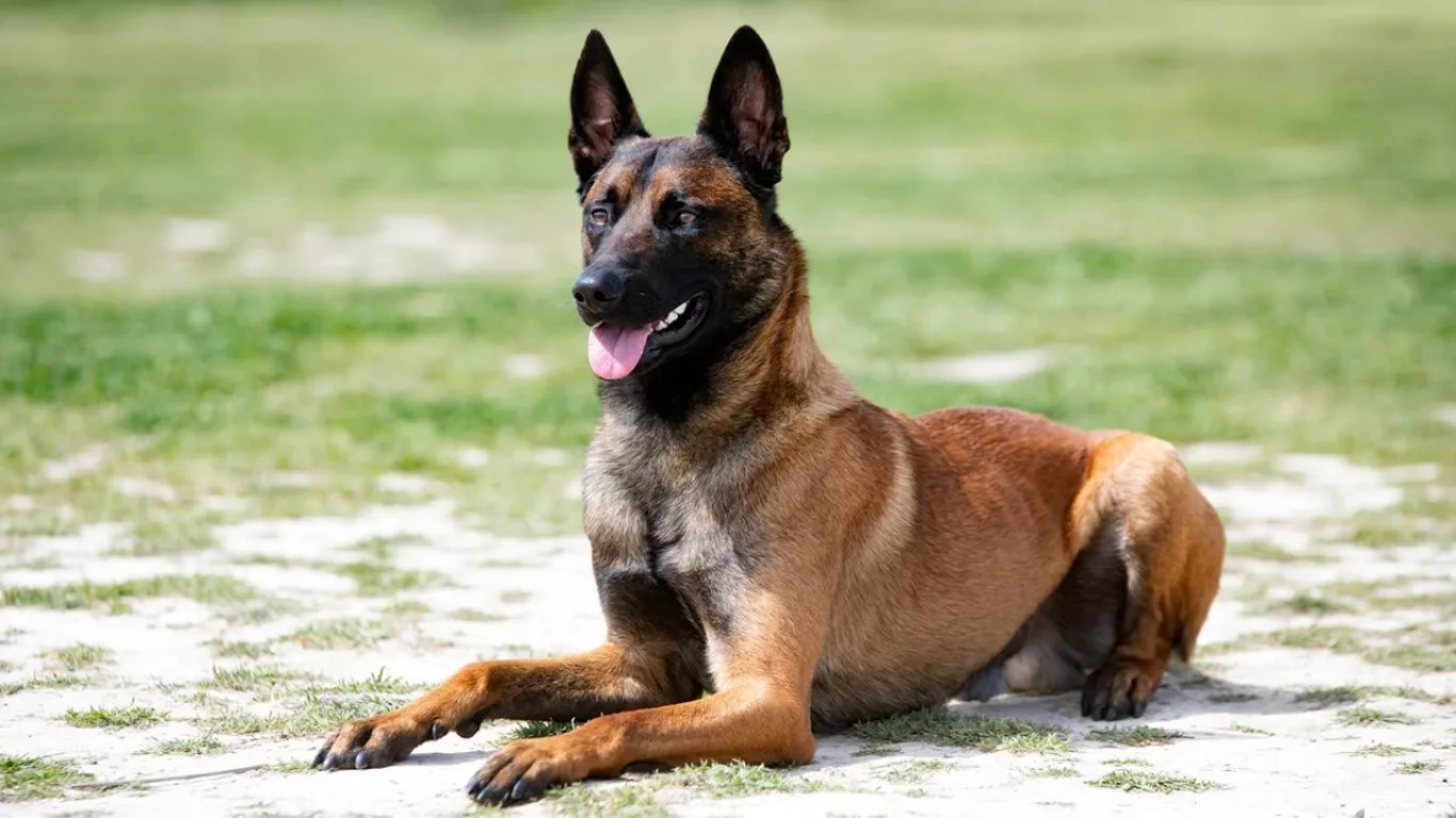 Pastor Belga Malinois