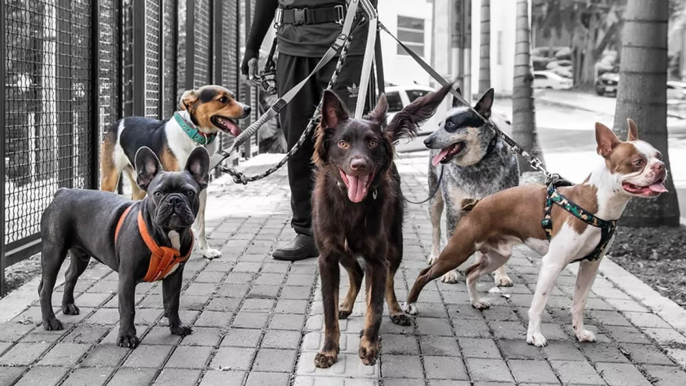 Paseadores de perros 