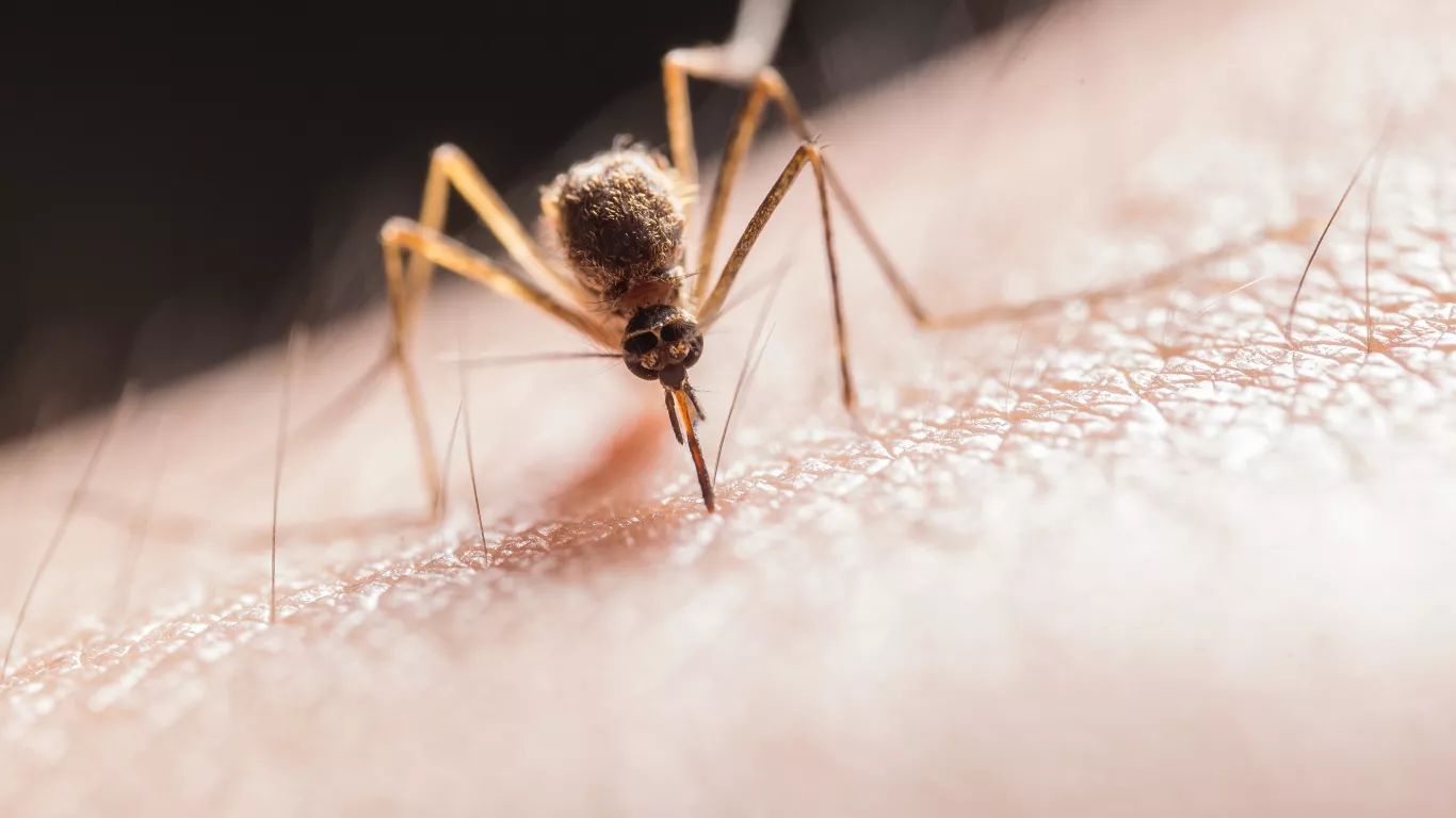 dengue mosquito